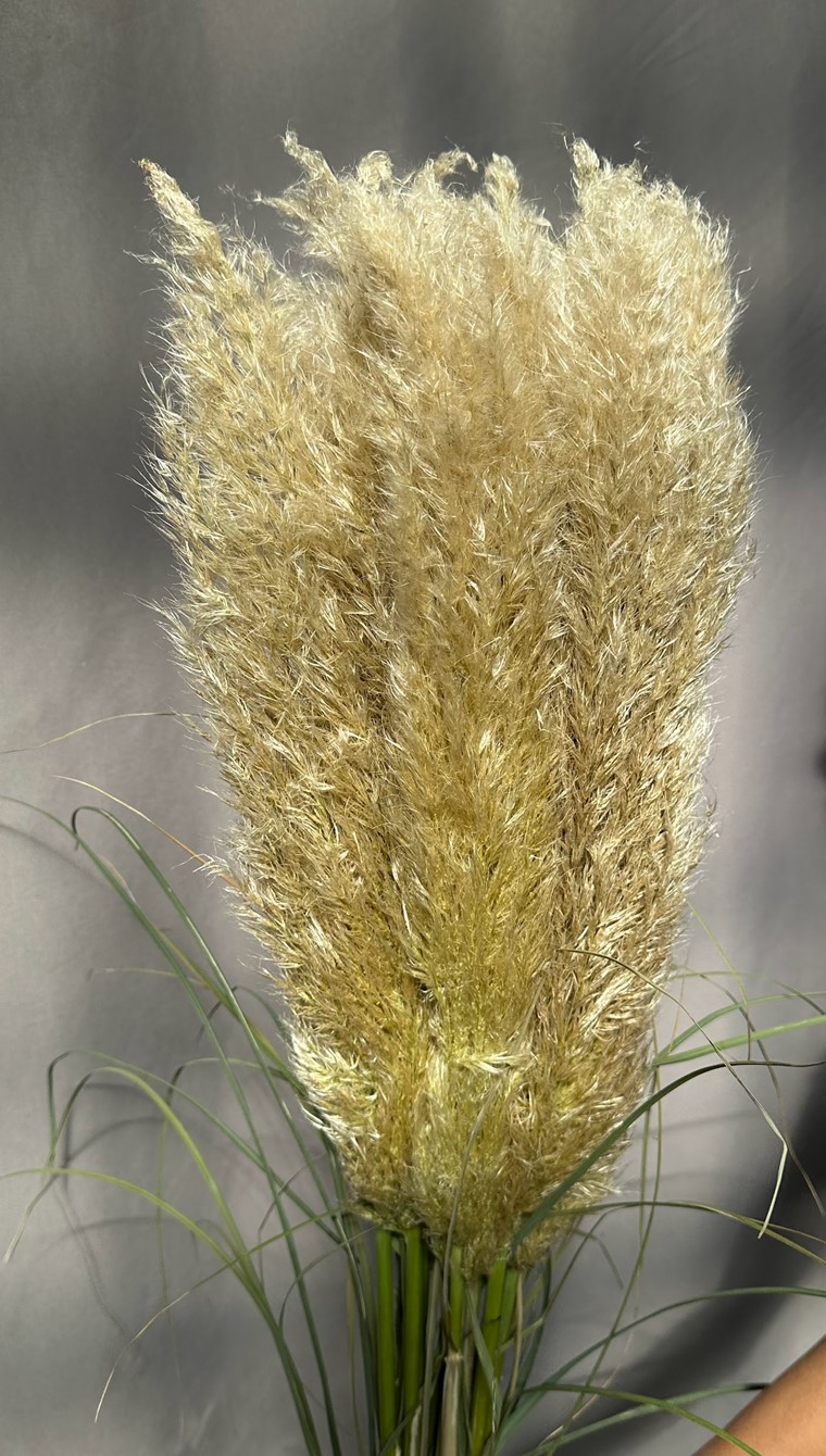 Cortaderia Cortaderia