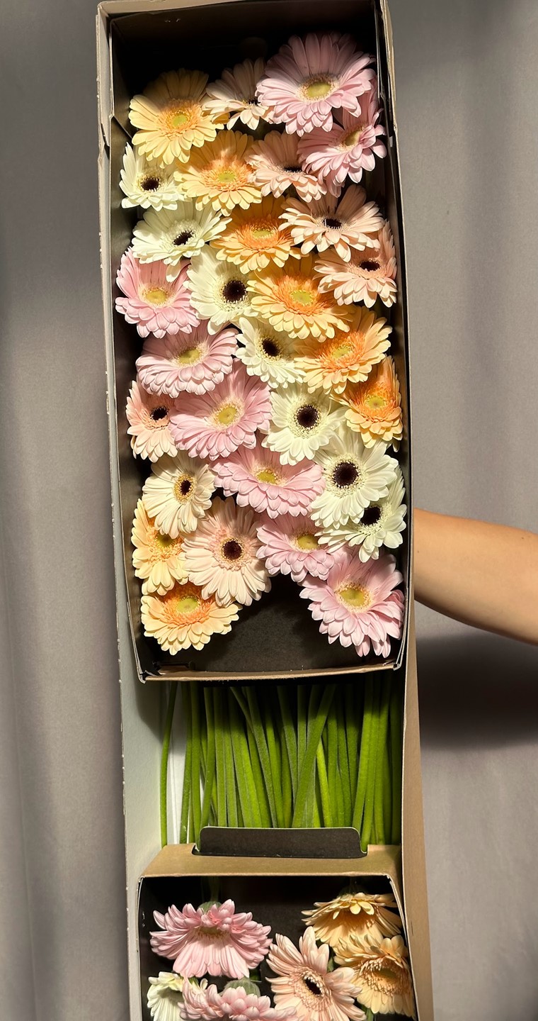 Gerbera mini Pastel Mix Gerbera mini Pastel Mix