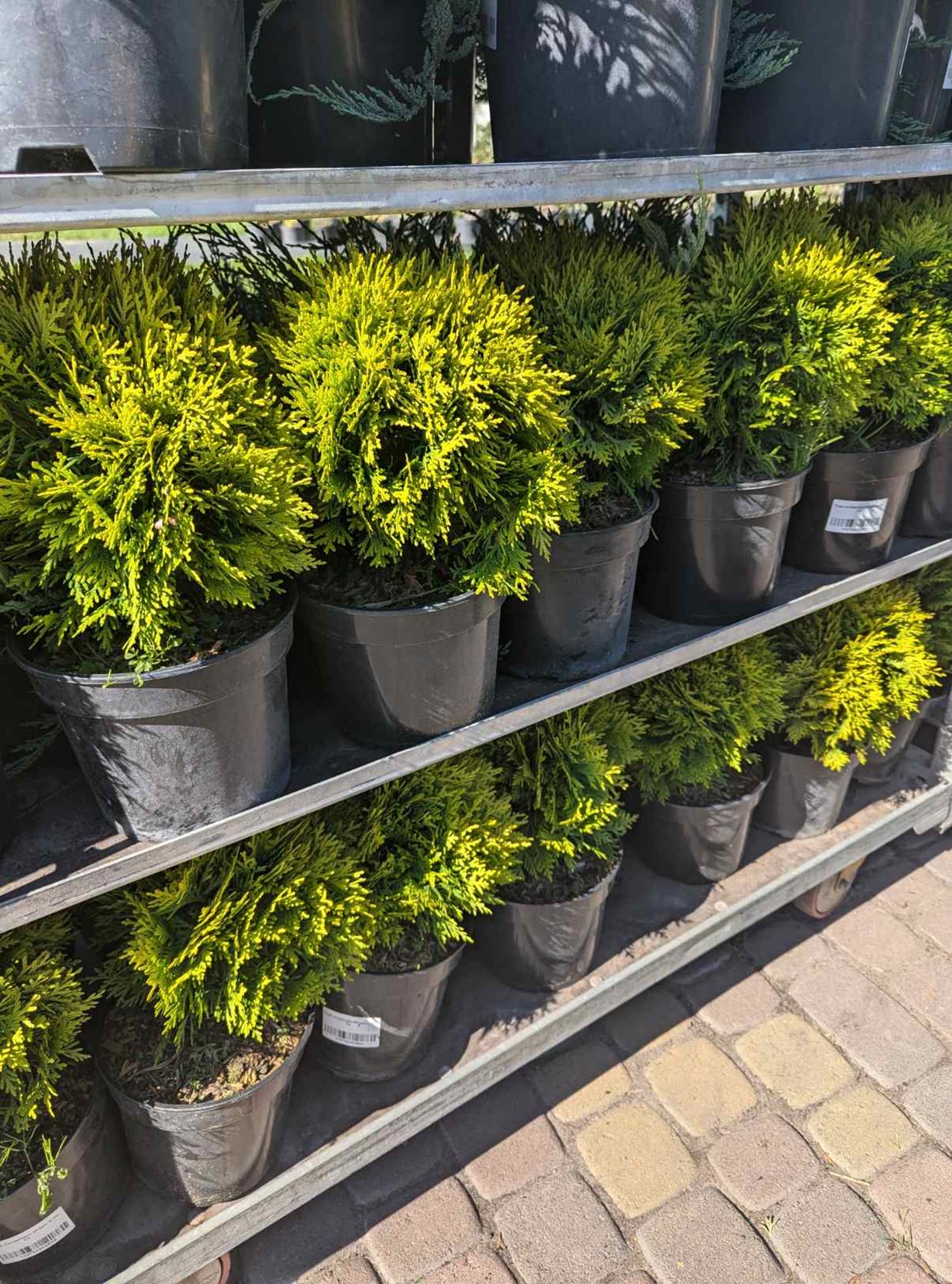 Tuya danica Tuya danica