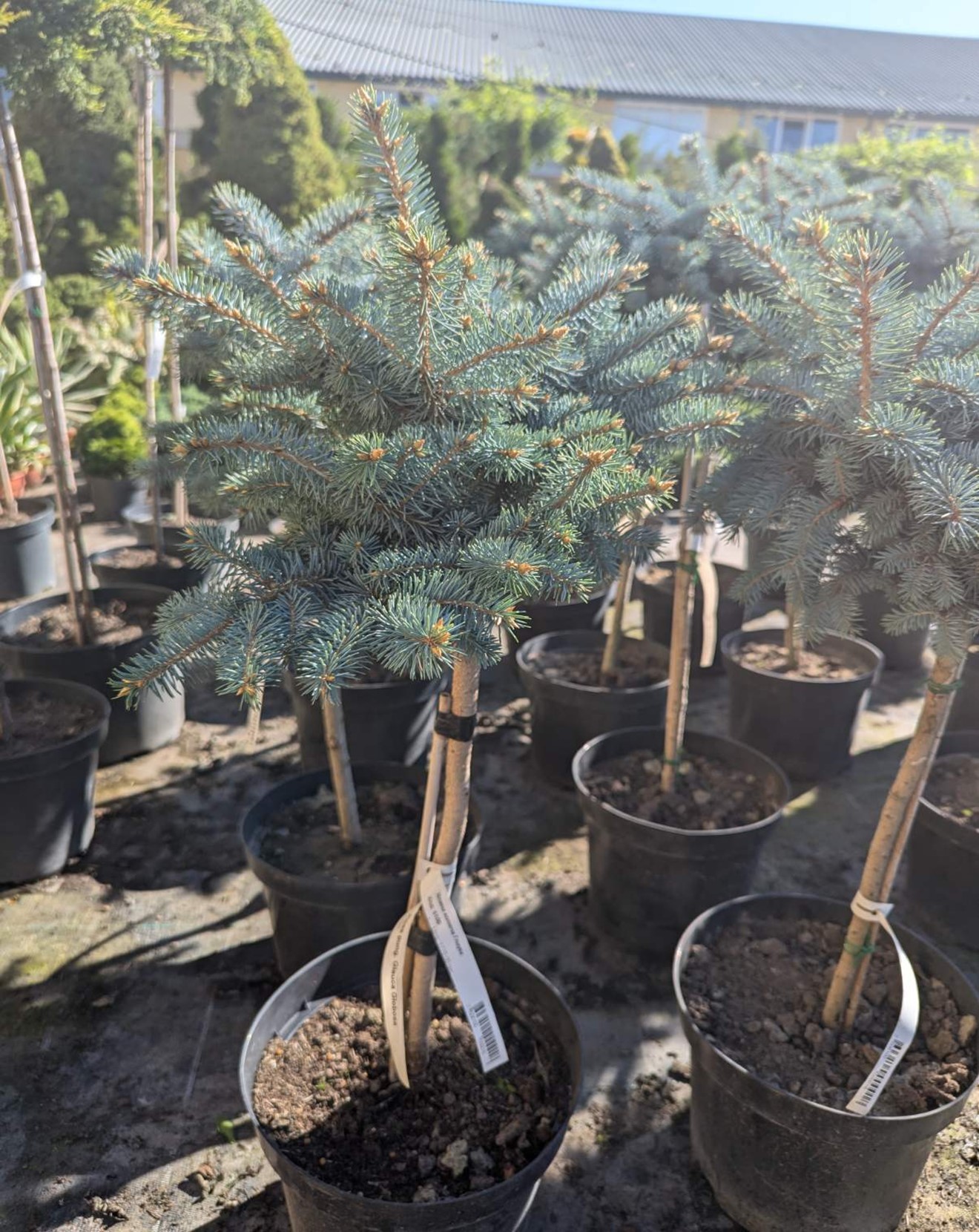 Glaucoma globosa is a common spruce Glaucoma globosa is a common spruce