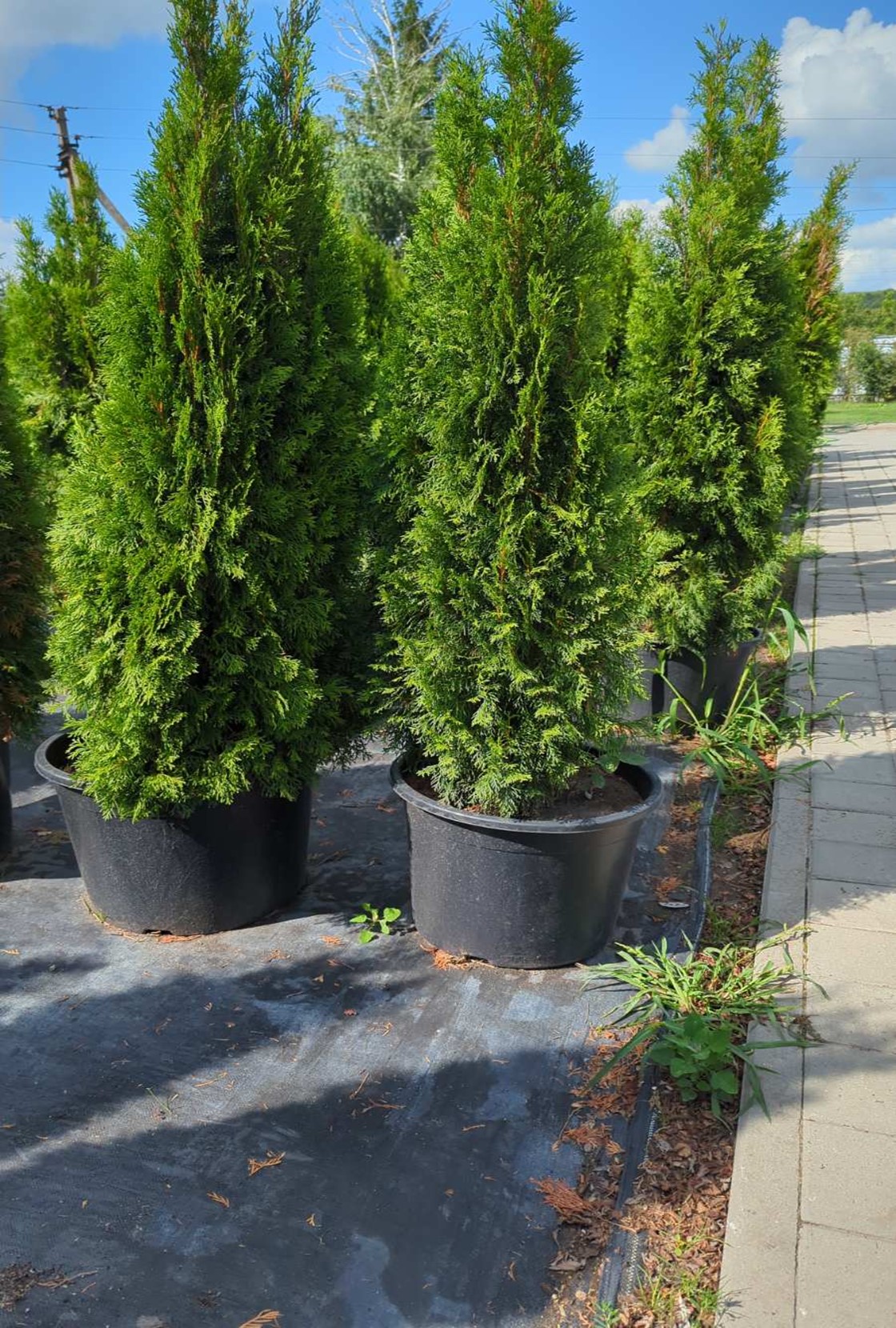 White cedar White cedar