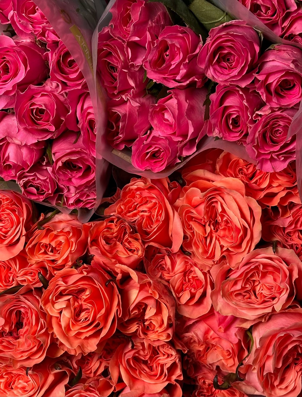 Watergame + Blushing Reeva Watergame + Blushing Reeva